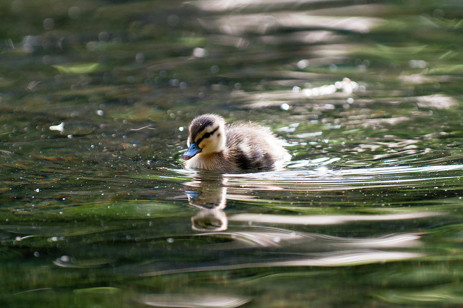 Mallard Duck Duckling Swimming In Pond Photograph by Scott R Larsen