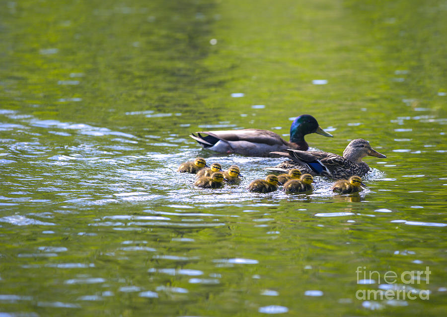 Duck Photograph - Mallard Duck Family by Diane Diederich