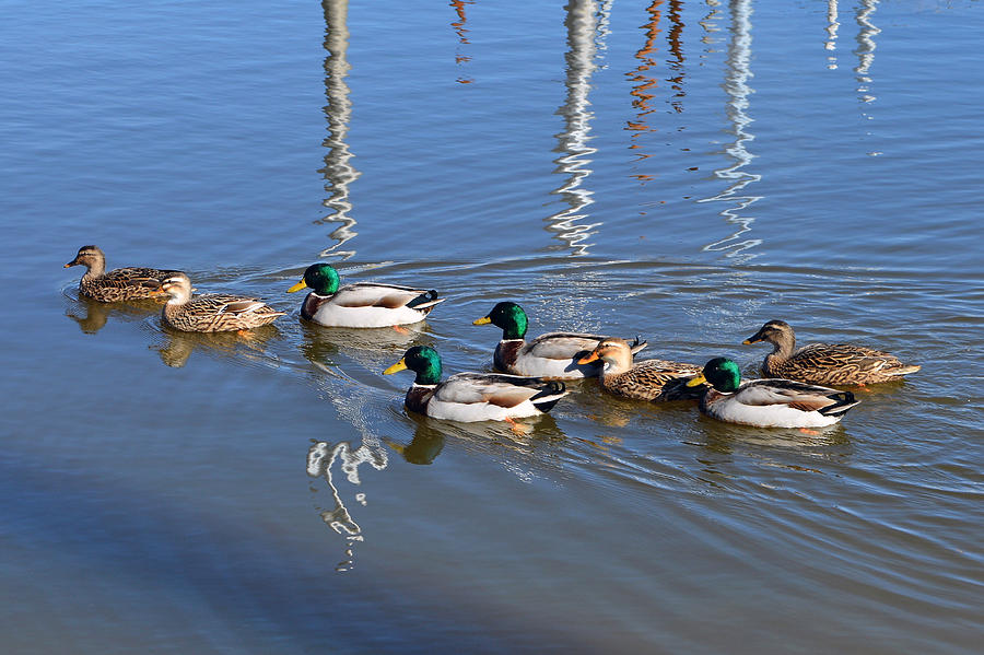 Duck Photograph - Mallard Duck Family by Bishopston Fine Art