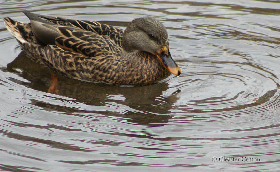 Mallard Duck Female Photograph by Cleaster Cotton