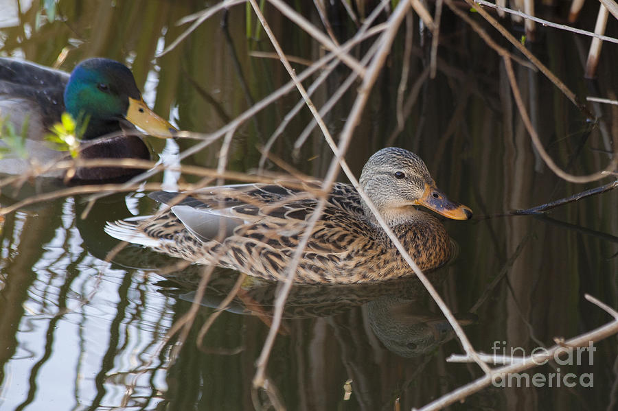 Mallard Duck Follow The Leader Into The Reeds Nature Fine Art Photograph Print Photograph by Jerry Cowart