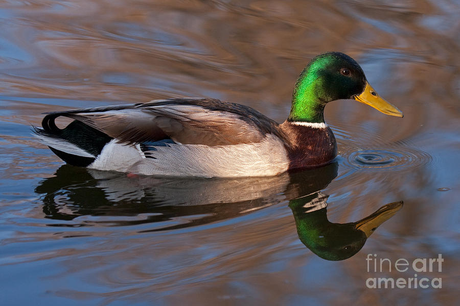 Mallard Duck Photograph by Fred Stearns