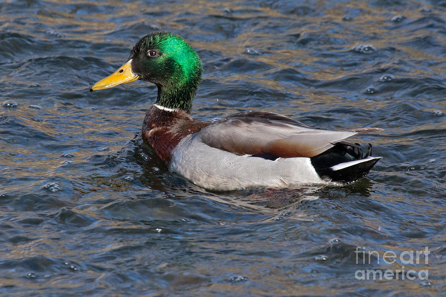 Mallard Duck in Prospect Park Photograph by Fred Stearns