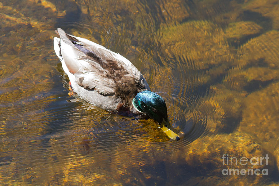 Mallard Duck in Sprague Lake Photograph by Fred Stearns