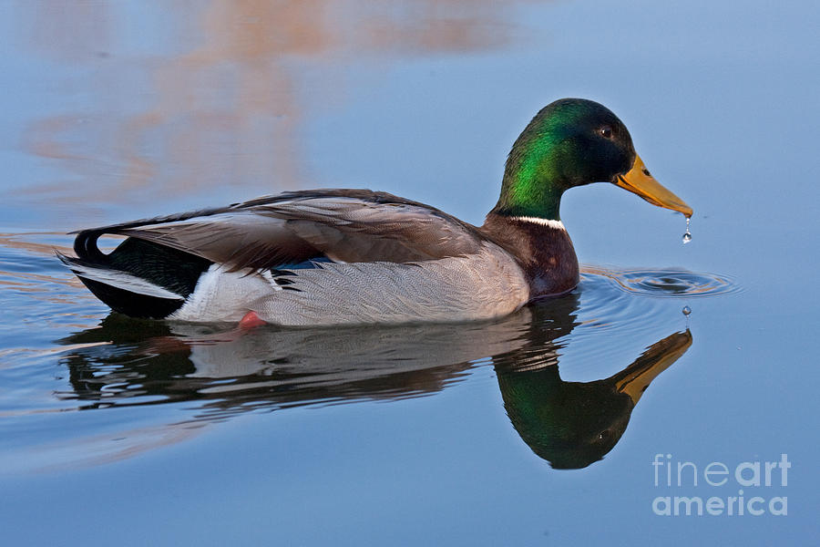 Mallard Duck in Sterne Lake Photograph by Fred Stearns