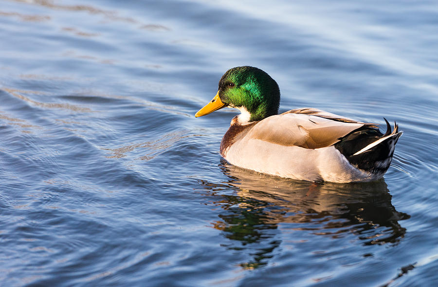Mallard Duck Photograph by John Johnson
