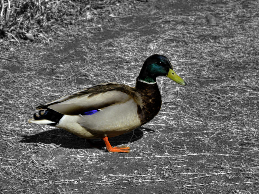 Nature Photograph - Mallard Duck by John Straton