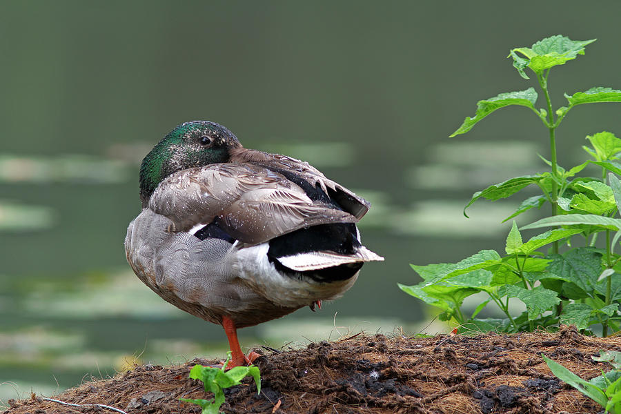 Mallard Duck Photograph by Juergen Roth