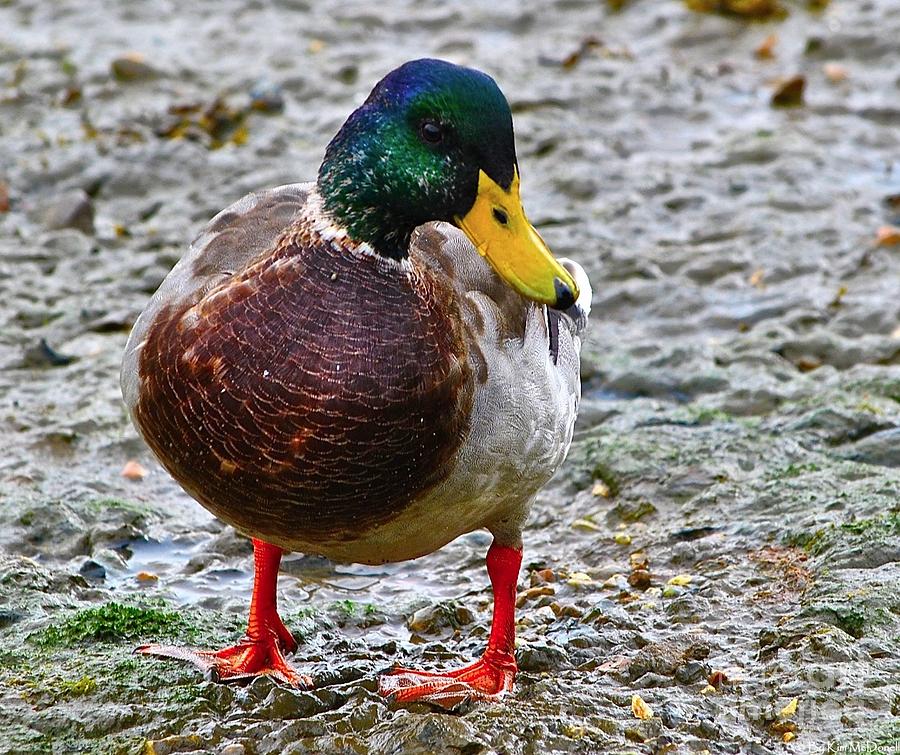 Mallard Duck Photograph by Kimberly McDonell - Fine Art America