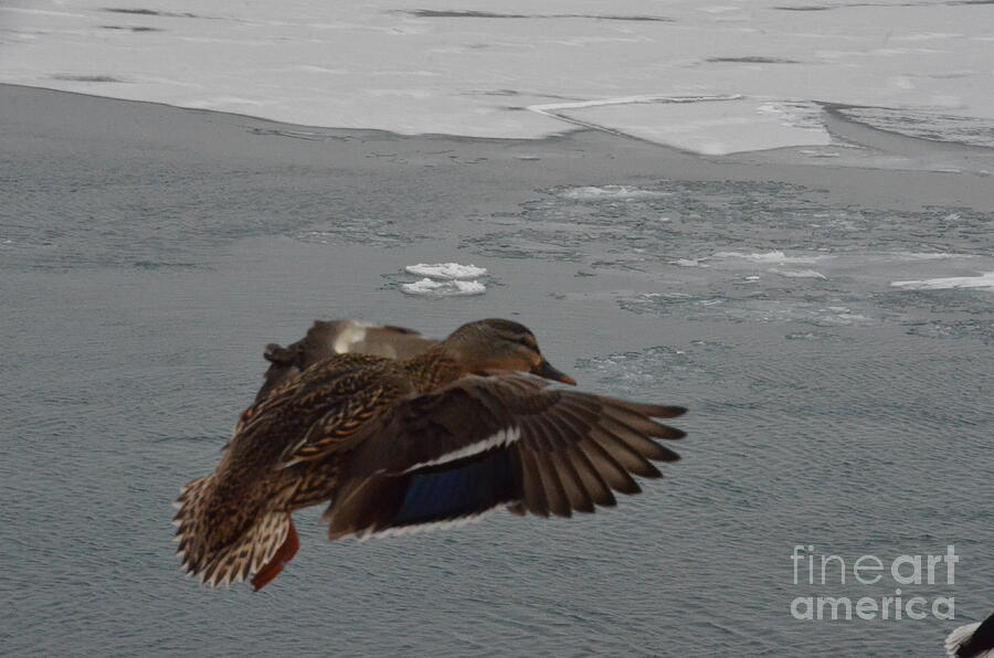 Mallard Duck landing Photograph by Randy J Heath