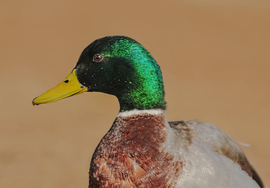 Mallard Duck Photograph by Lara Ellis
