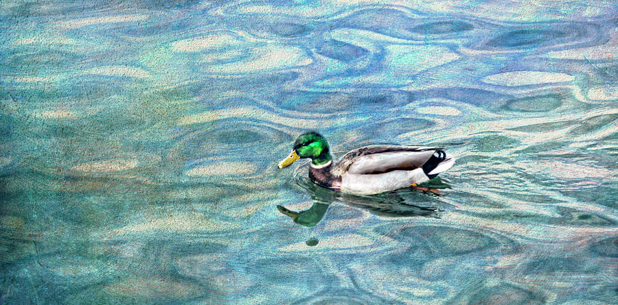 Mallard Duck Photograph by Lynne Daley