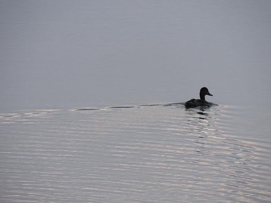 Mallard Duck Making Ripples Calm Water a Photograph by Enaid Silverwolf