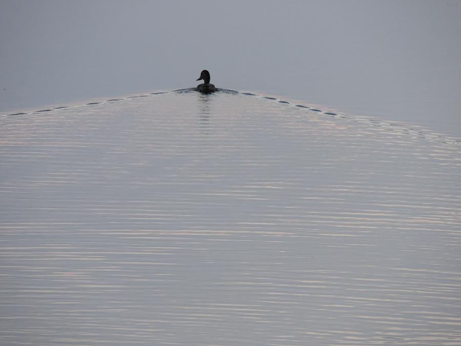 Mallard Duck Making Ripples Calm Water b Photograph by Enaid Silverwolf
