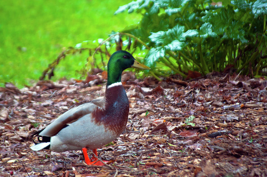 Mallard Duck - Male Photograph by Tikvahs Hope
