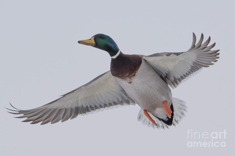 Mallard Duck - Male Photograph by Ronald Grogan