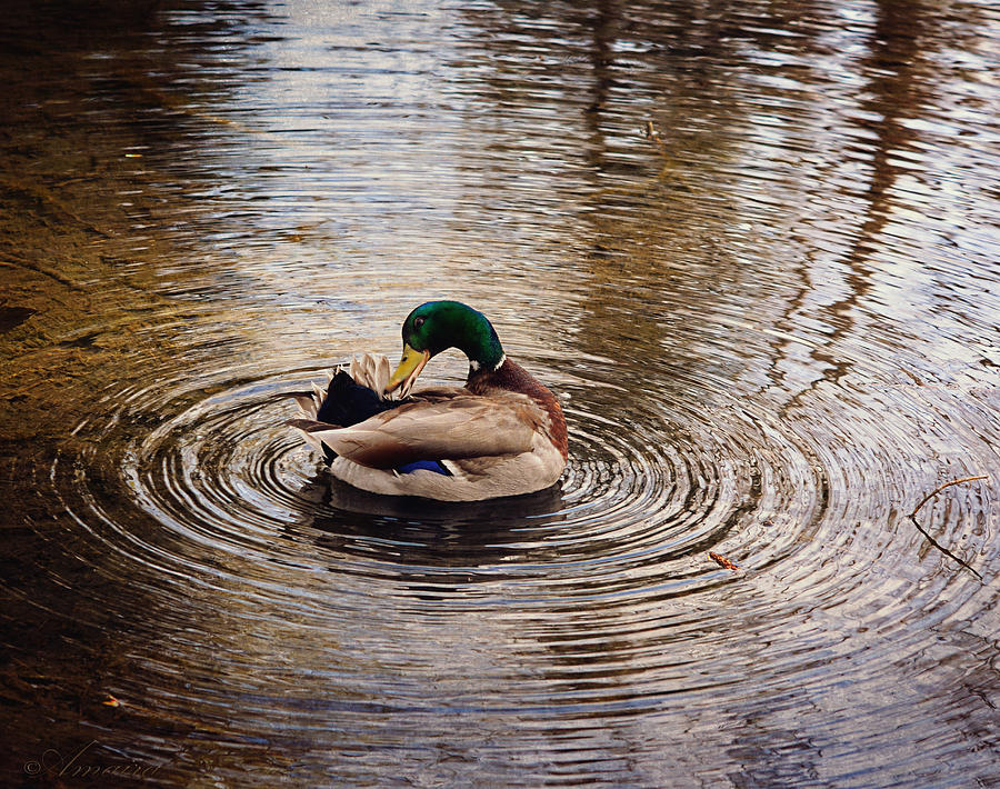 Mallard Duck Photograph by Maria Angelica Maira