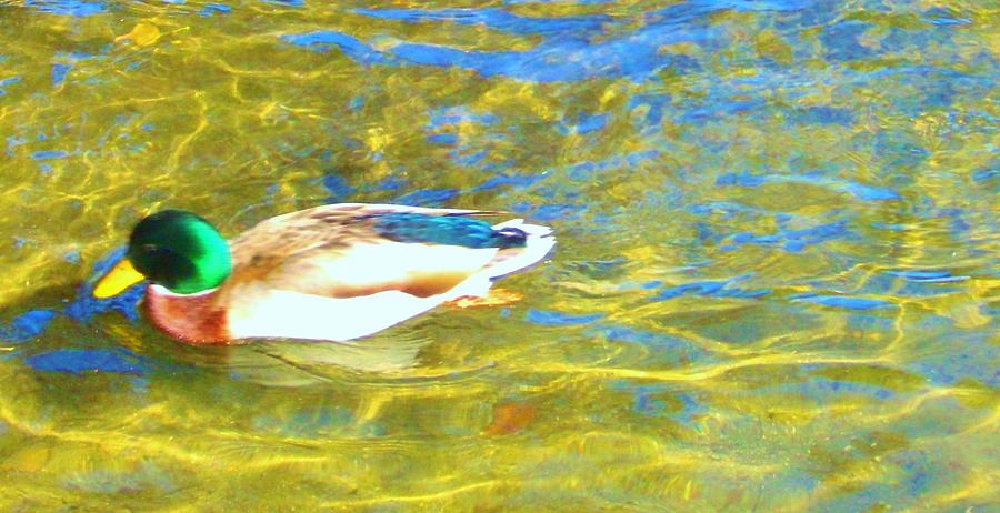 Duck Photograph - Mallard Duck by Marilyn Diaz