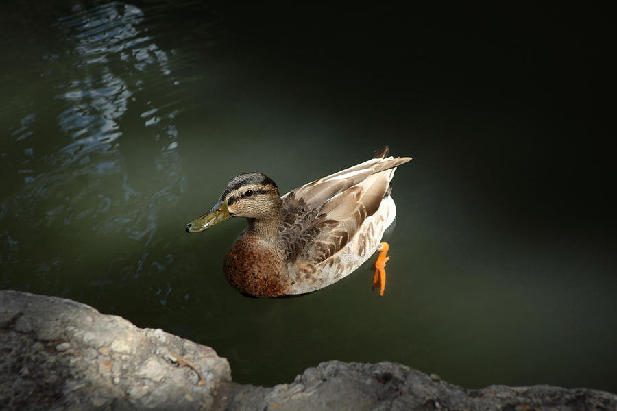 Mallard Duck Photograph by Mark Langford