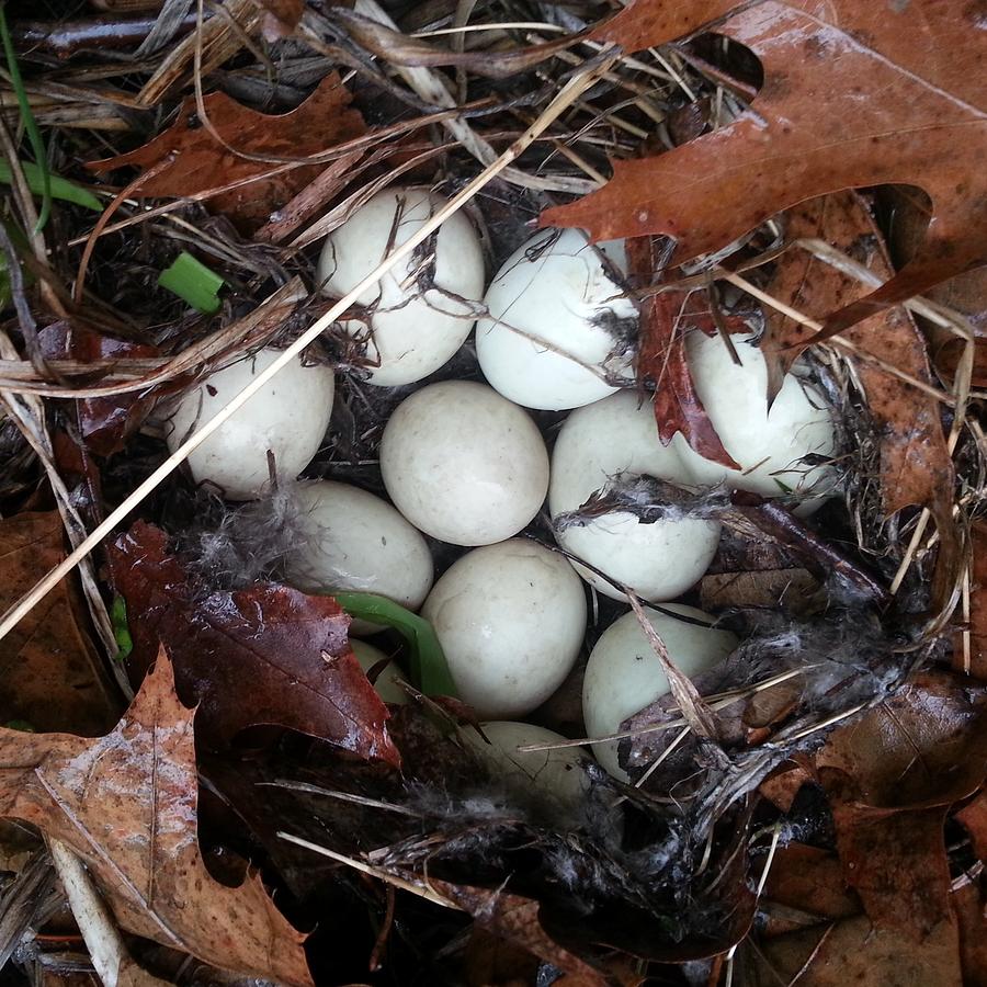 Mallard Duck Nest Photograph By Kathy Ladisheff Fine Art America   Mallard Duck Nest Kathy Ladisheff 