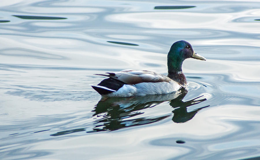 Duck Photograph - Mallard Duck on a Calm Lake by Photographic Arts And Design Studio