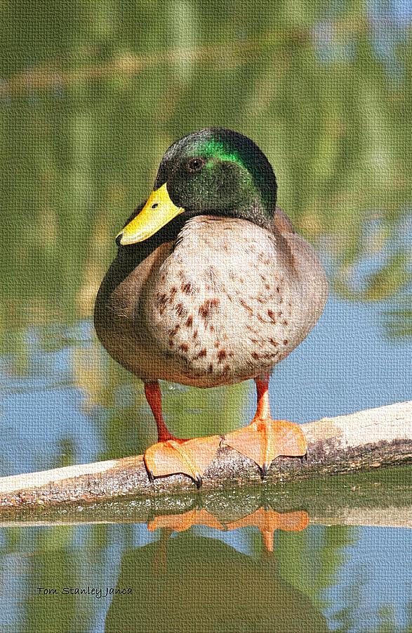 Mallard Duck On Log Photograph by Tom Janca