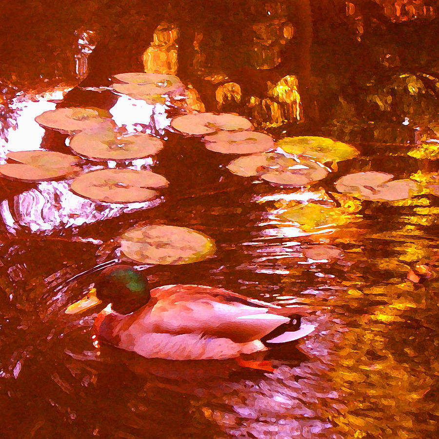 Mallard Duck on Pond 3 Square Painting by Amy Vangsgard