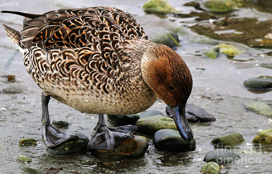 Mallard Duck on Stoney Shore Painting by Sue Harper