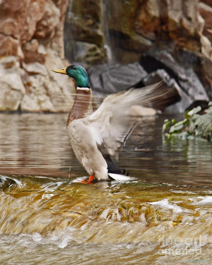 Male Mallard Duck on the Edge Photograph by Kenny Bosak