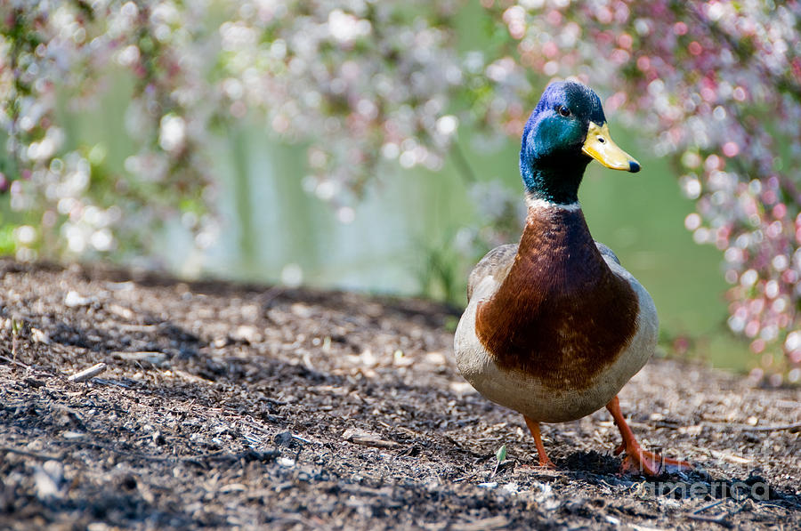 Mallard duck Photograph by Oscar Gutierrez