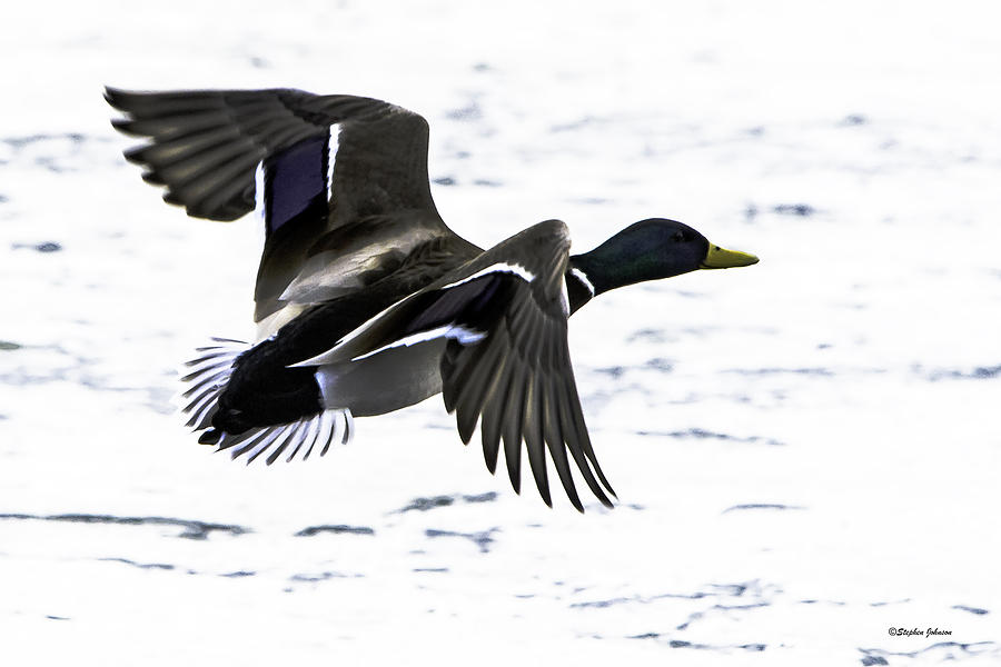 Mallard Duck Over the Ice Photograph by Stephen Johnson