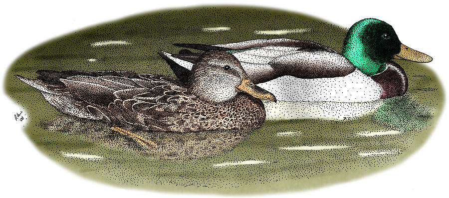 Mallard Duck Pair Photograph by Roger Hall