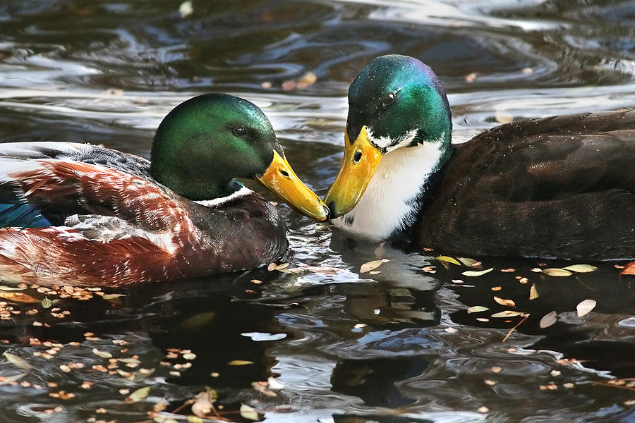 Duck Photograph - Mallard Duck Pair Share a Quiet Moment by Abram House