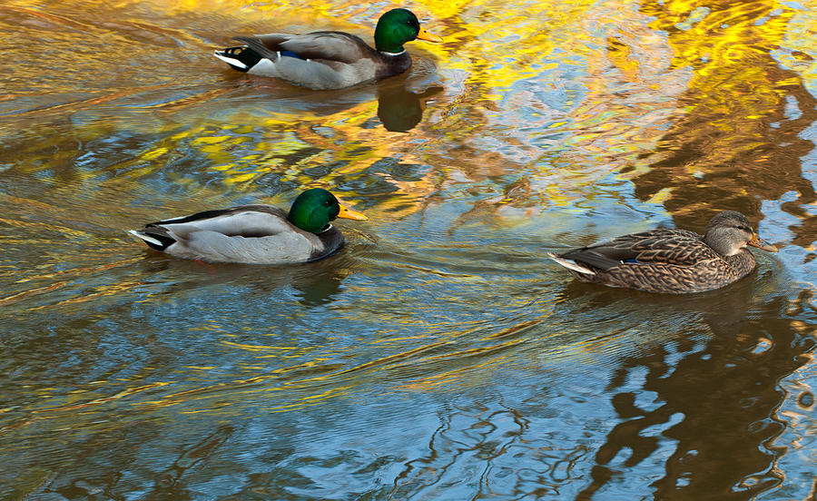 Mallard Duck Photograph by Paul Mangold