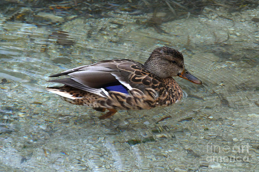 Mallard Duck  Photograph by Phil Banks