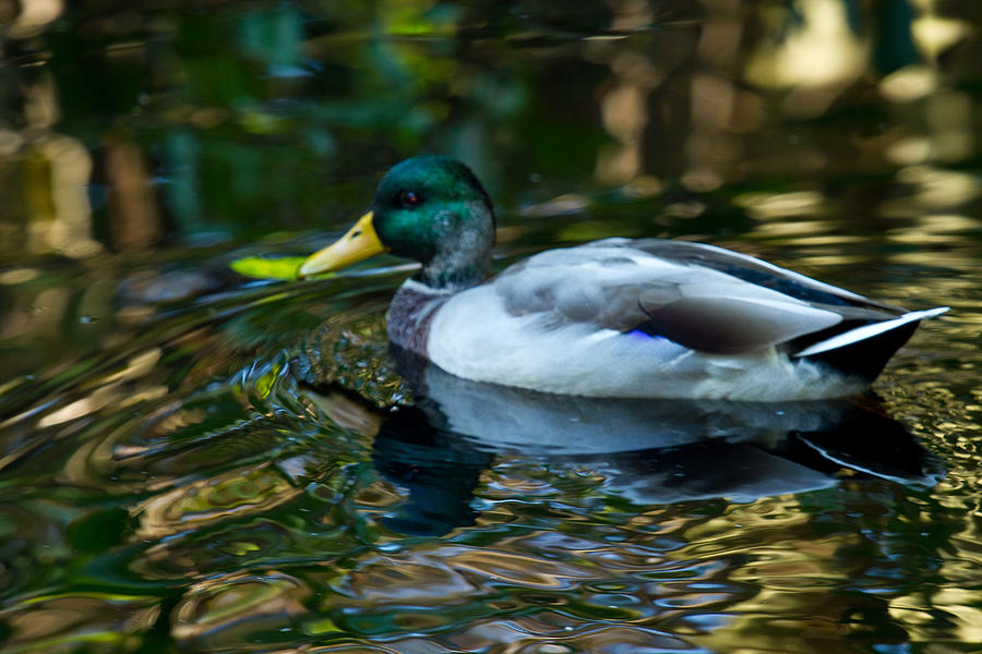 Mallard - Duck - Pond Photograph by Marie Jamieson