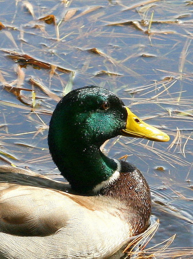 Duck Photograph - Mallard Duck Portrait by Neal Eslinger