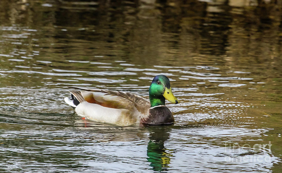 Mallard Ducks Photograph by Robert Bales