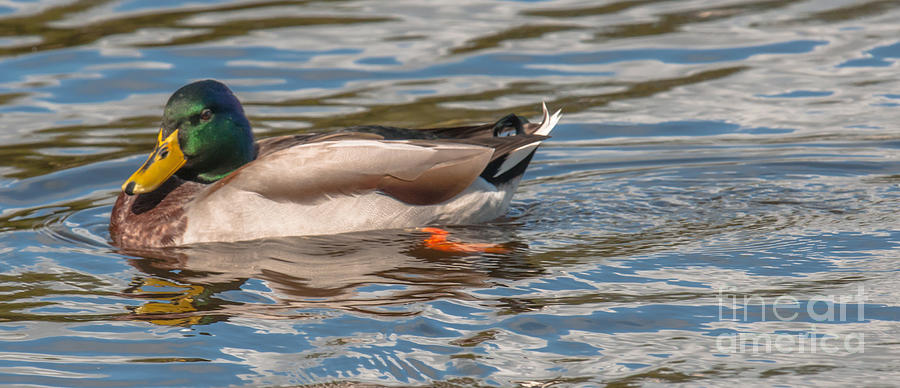 Mallard Duck Slide Photograph