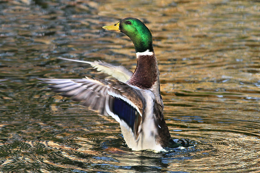 Mallard Duck Stretching His Wings Photograph by Abram House