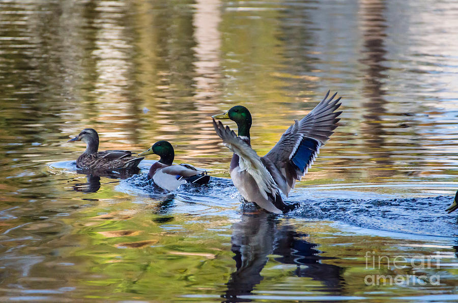 Mallard Duck Strut Photograph by Dale Powell