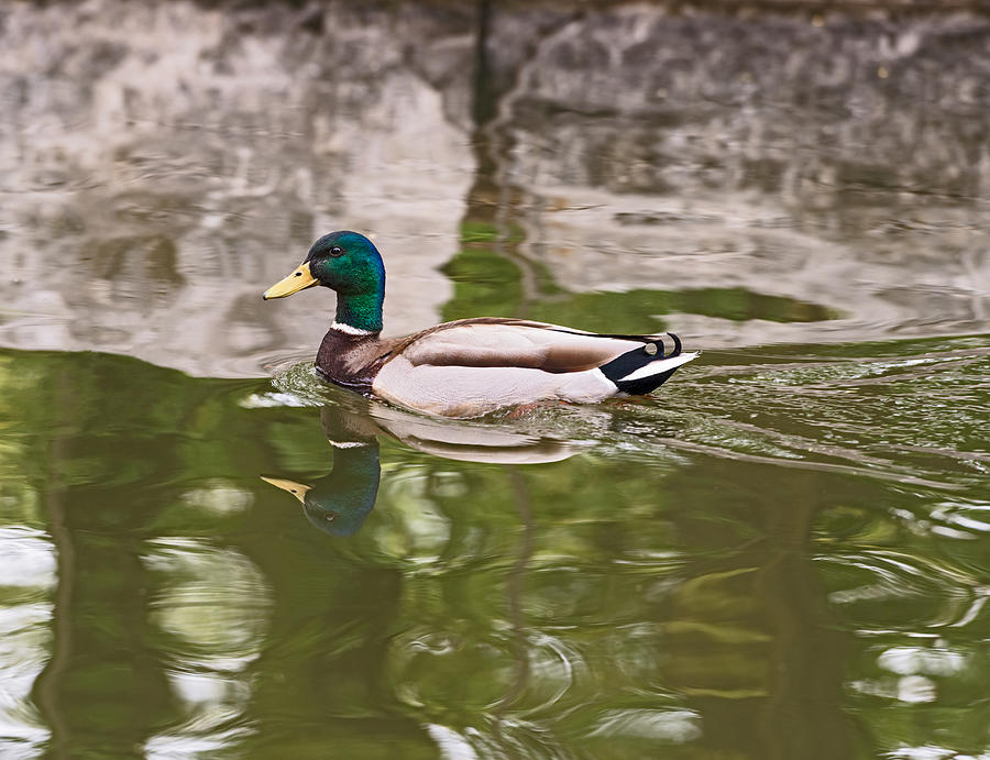 Mallard Duck Swimming In A Lake Photograph by Marek Poplawski