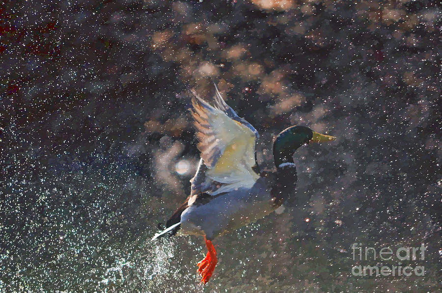 Mallard Duck Photograph - Mallard Duck Taking Off by Dan Friend