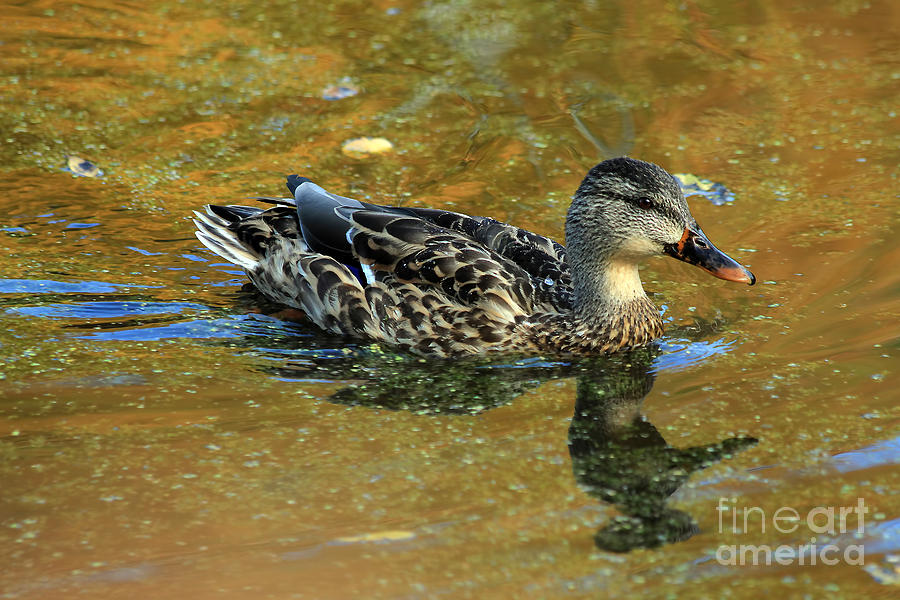 Mallard Duck Photograph by Teresa Zieba