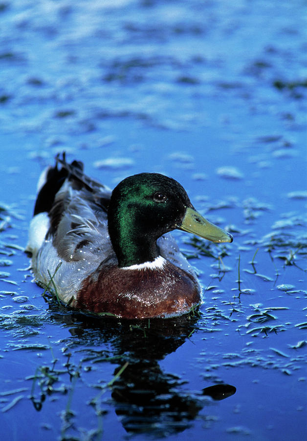 Mallard Duck Photograph by Tony Camacho/science Photo Library - Fine ...