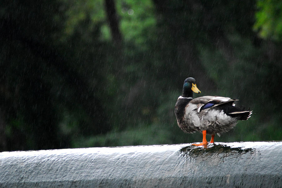 Mallard Duck Photograph by Tracy Smith Mallard Duck Photograph by Tracy Smith