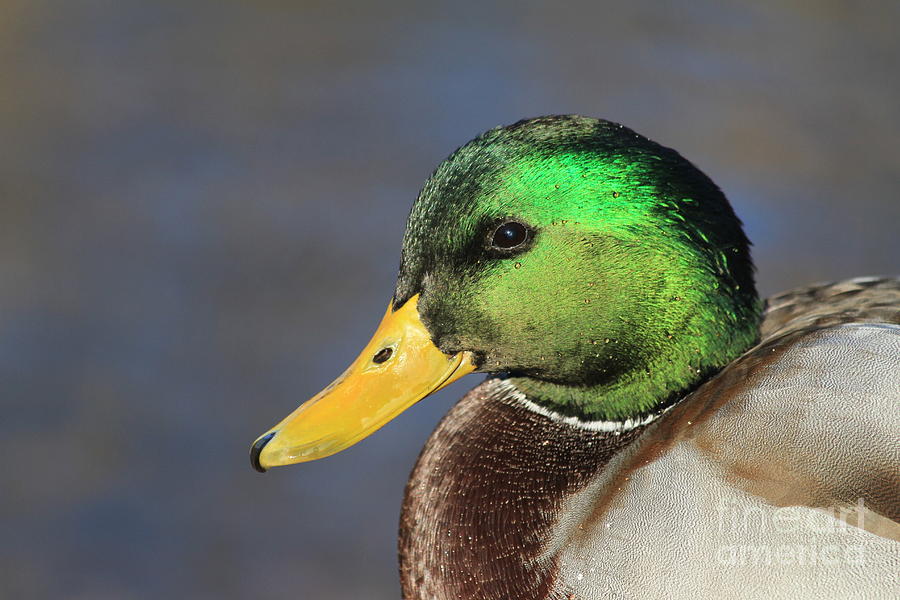 Mallard Duck Up Close Photograph by Teresa Zieba