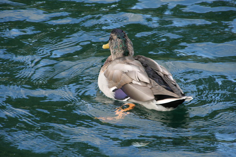 Mallard Duck Photograph by Valerie Collins