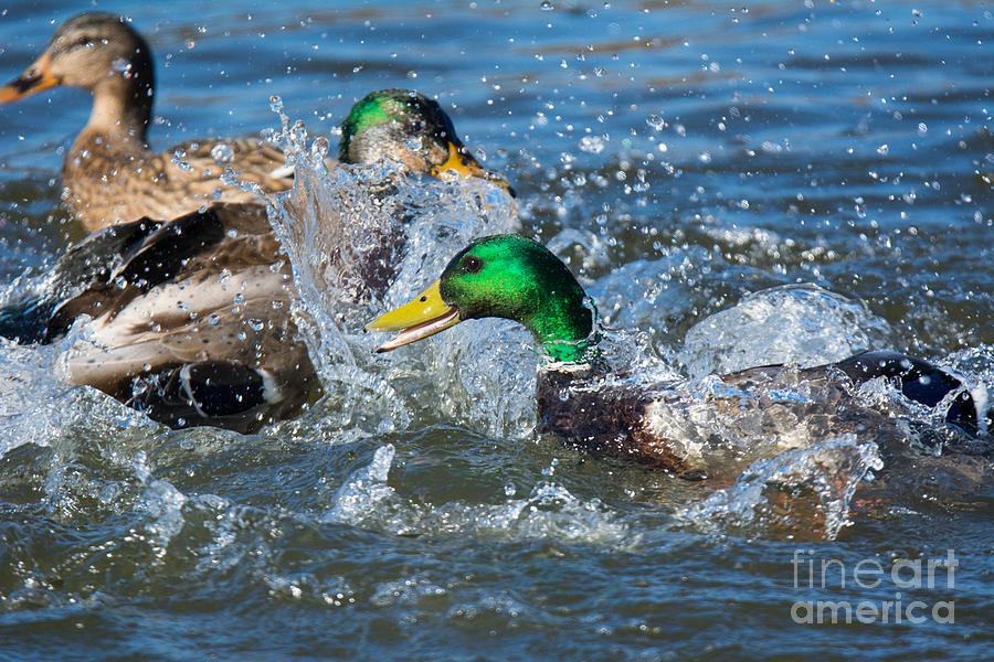 Mallard Duck Warfare Photograph by John Greco