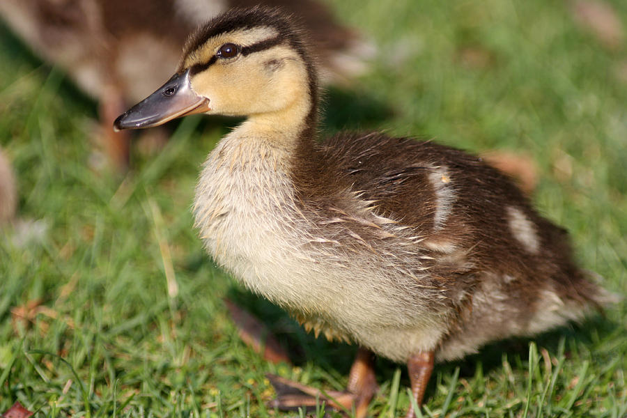 Mallard Duckling Photograph by Jeanne White